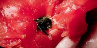 Anvisa proíbe venda de extrato e molho de tomate de 5 marcas