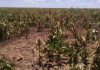 Agronegócio no MA deixa de faturar R$1 bi por causa do clima, diz IBGE