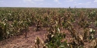 Agronegócio no MA deixa de faturar R$1 bi por causa do clima, diz IBGE
