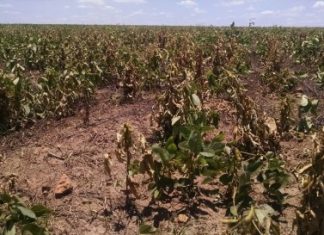 Agronegócio no MA deixa de faturar R$1 bi por causa do clima, diz IBGE