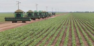 Balsas é o terceiro maior município produtor de grãos de soja na região do Matopiba