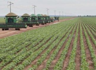 Balsas é o terceiro maior município produtor de grãos de soja na região do Matopiba