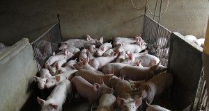 Projeto que vai fazer um diagnóstico da produção de suínos no Brasil visita o maior produtor nacional