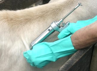 Maranhão conquista o maior índice vacinal contra febre aftosa do Nordeste