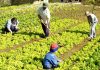 Produtor vai precisar de licença ambiental para plantar