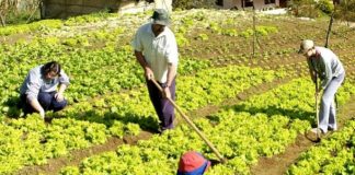 Produtor vai precisar de licença ambiental para plantar