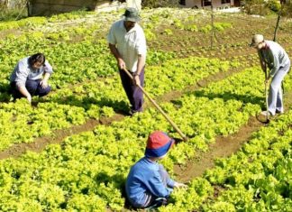 Produtor vai precisar de licença ambiental para plantar