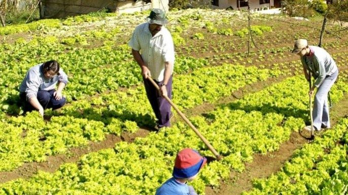 Produtor vai precisar de licença ambiental para plantar