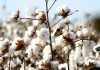 Produção de algodão do Brasil 15/16 tem quebra superior à esperada, diz Abrapa