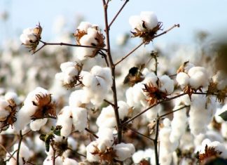 Produção de algodão do Brasil 15/16 tem quebra superior à esperada, diz Abrapa