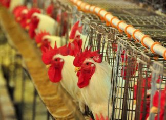 Brasil é autorizado a exportar material genético avícola para Cuba Comércio de ovos férteis e pintos de um dia do Brasil para 50 países movimentou US$ 123 milhões em 2015