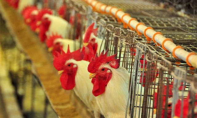Brasil é autorizado a exportar material genético avícola para Cuba Comércio de ovos férteis e pintos de um dia do Brasil para 50 países movimentou US$ 123 milhões em 2015