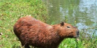 Bioma recebe projeto para conservação da biodiversidade