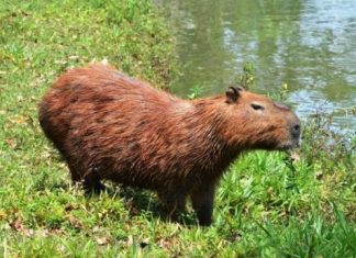 Bioma recebe projeto para conservação da biodiversidade