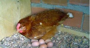 Agricultor pode melhorar a renda com cuidados na produção de ovos caipiras