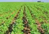 2016/17: O que o clima reserva para a nova safra do Brasil?