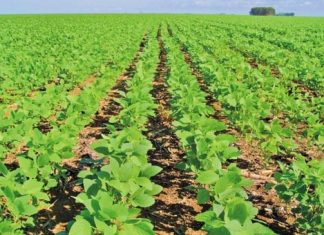 2016/17: O que o clima reserva para a nova safra do Brasil?