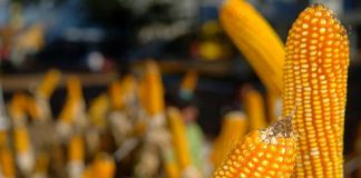 Conab venderá mais 50 mil toneladas de milho dos estoques públicos