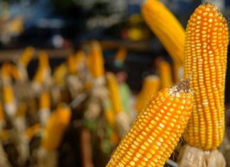 Conab venderá mais 50 mil toneladas de milho dos estoques públicos