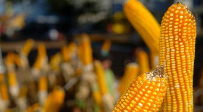 Conab venderá mais 50 mil toneladas de milho dos estoques públicos
