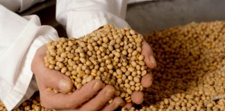 77% da compra chinesa de soja é feita no Brasil