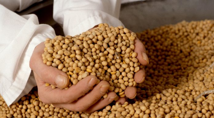77% da compra chinesa de soja é feita no Brasil