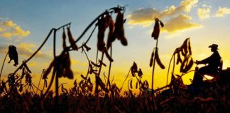 PIB agropecuário cai 2% influenciado pelas perdas na produção de grãos