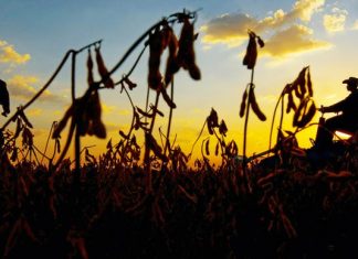 PIB agropecuário cai 2% influenciado pelas perdas na produção de grãos