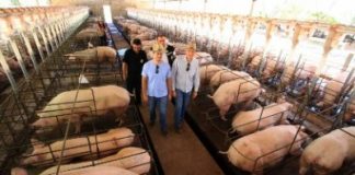 Agropolos impulsionam produção em Balsas