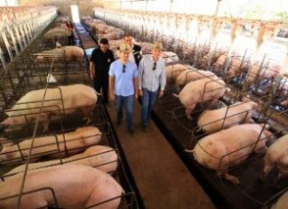 Agropolos impulsionam produção em Balsas