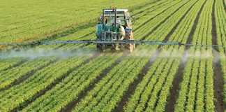 Produção agrícola do Maranhão baixa para os níveis de uma década atrás, segundo a Conab