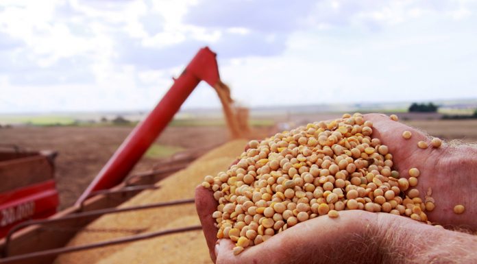 Embrapa e Bayer juntam forças contra a principal doença da soja no Brasil