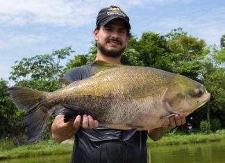 O mercado está pra peixe nativo