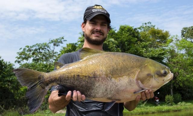 O mercado está pra peixe nativo