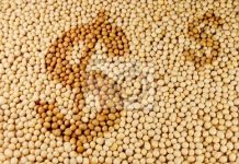 Soja: Preços no Brasil podem encontrar melhor momento com chegada da entressafra, diz consultor