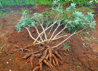 O agricultor já pode plantar um tipo de mandioca apropriada para vender para a indústria