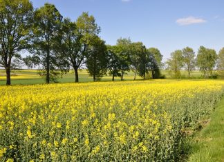Primavera começa com expectativa de chuva para os próximos três meses