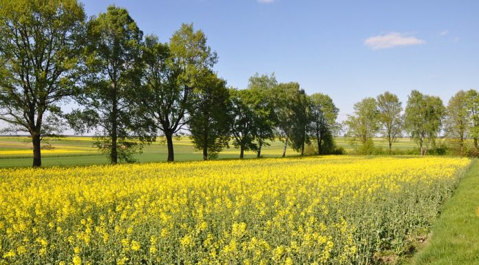 Primavera começa com expectativa de chuva para os próximos três meses