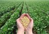 Os produtores brasileiros ganham mais com um aumento das exportações agropecuárias
