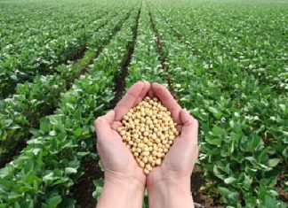 Os produtores brasileiros ganham mais com um aumento das exportações agropecuárias