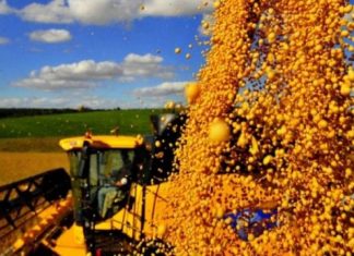 Produtores de soja de seis estados afetados pela seca poderão renegociar dívidas