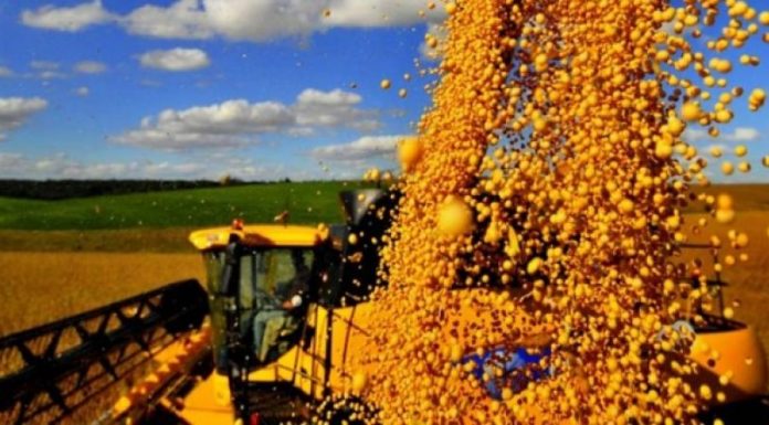 Produtores de soja de seis estados afetados pela seca poderão renegociar dívidas