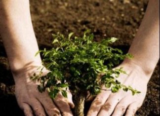 Avanço no conhecimento sobre SAFs aumenta as possibilidades para agricultores