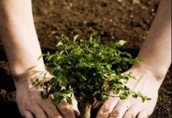 Avanço no conhecimento sobre SAFs aumenta as possibilidades para agricultores