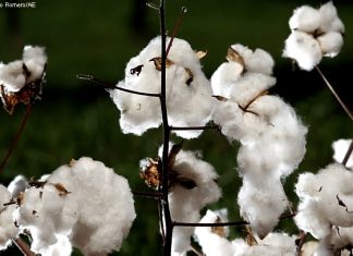 AMAPA/Balsas – A importância do algodão na agricultura brasileira