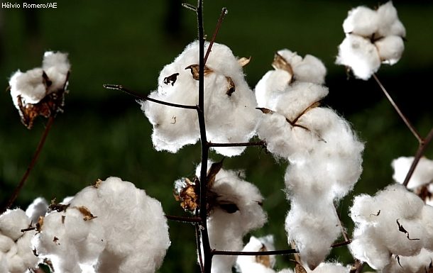 AMAPA/Balsas – A importância do algodão na agricultura brasileira