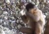 Macacos brasileiros podem mudar a arqueologia