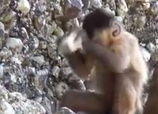 Macacos brasileiros podem mudar a arqueologia