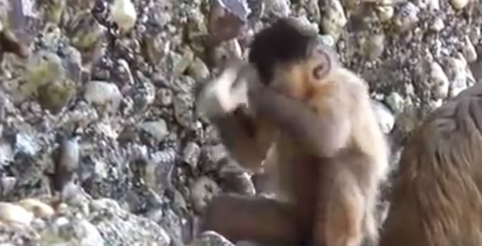 Macacos brasileiros podem mudar a arqueologia