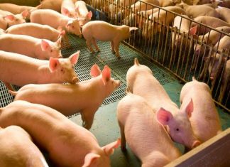 PorkExpo 2016:Avanço da suinocultura nacional ainda esbarra na falta de conhecimento dos consumidores